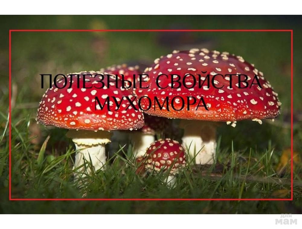 А знаете-ли вы, что мухомор не только ядовит, но и полезен ...