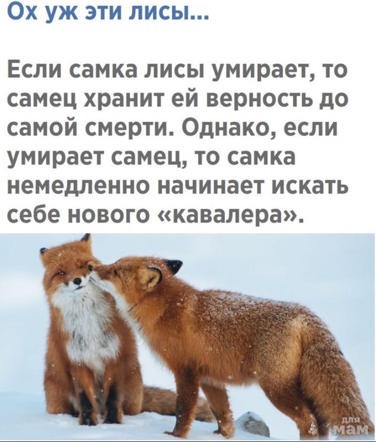 Какие отношения складываются между медведем и лисицей. Преданность лисы. Самка лисы. Лис самец и самка. Верность лисиц.