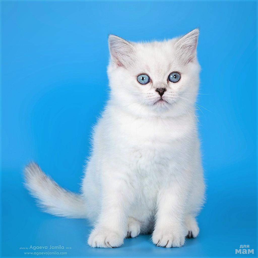 Белая Британская Кошка Фото