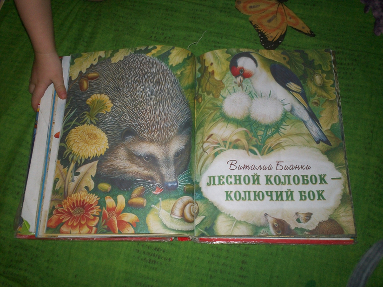 читать лесного колобка