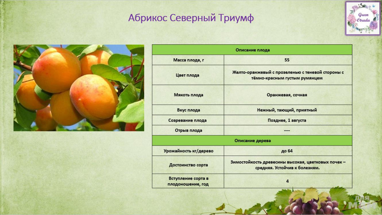 Дегустационная оценка яблонь. Название плода абрикоса. Дегустационная оценка сортов абрикоса. Абрикос Тип плода. Таблица сортов абрикоса.