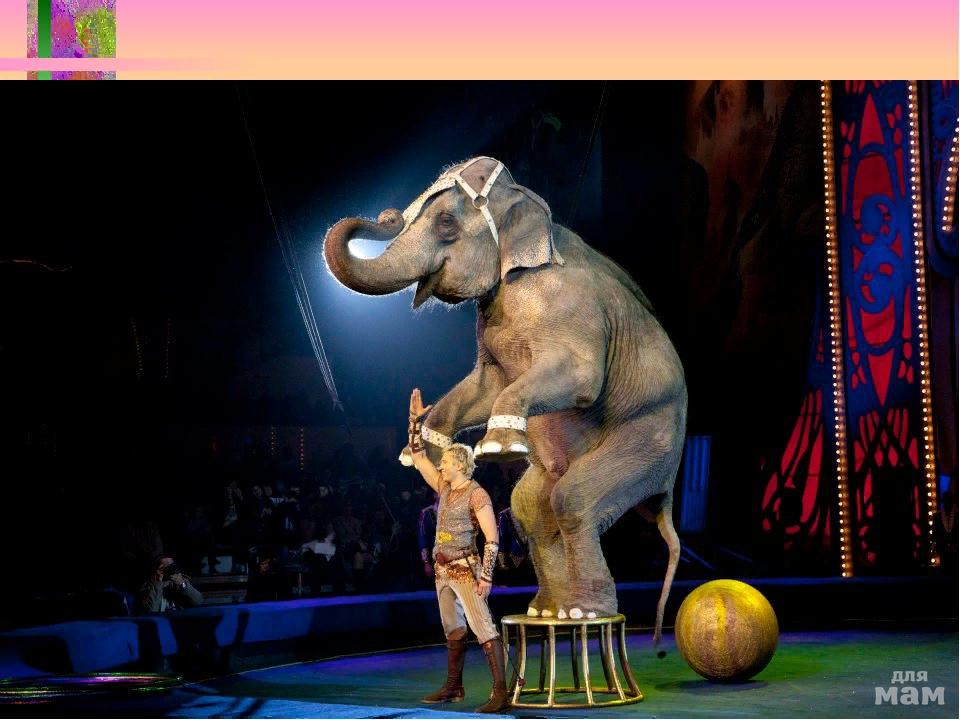 Цирк картинки. Слоны в цирке. Дрессировщик слонов. Слоненок в цирке. Животные на арене цирка.